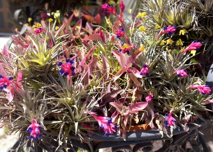 Konukevi Sky Sanremo